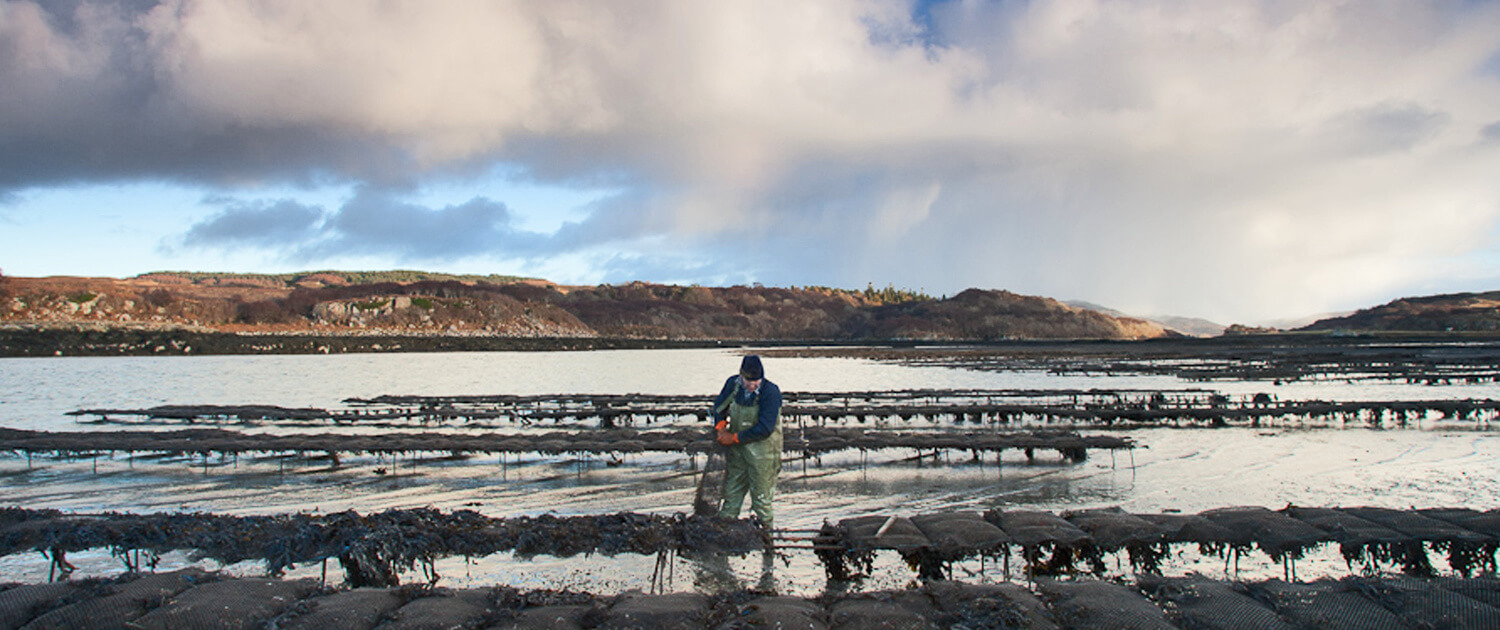 shellfish farming A proud tradition