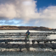 shellfish farming A proud tradition