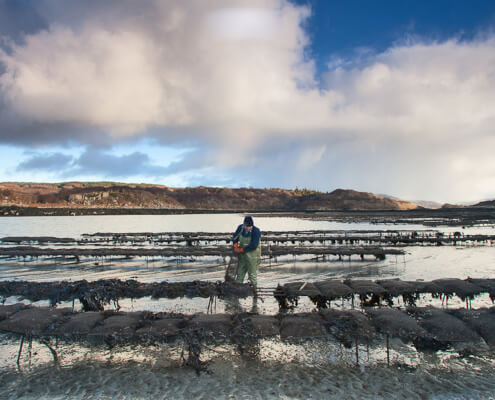 shellfish farming A proud tradition