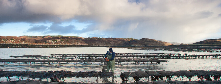 shellfish farming A proud tradition