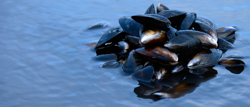 Mussels