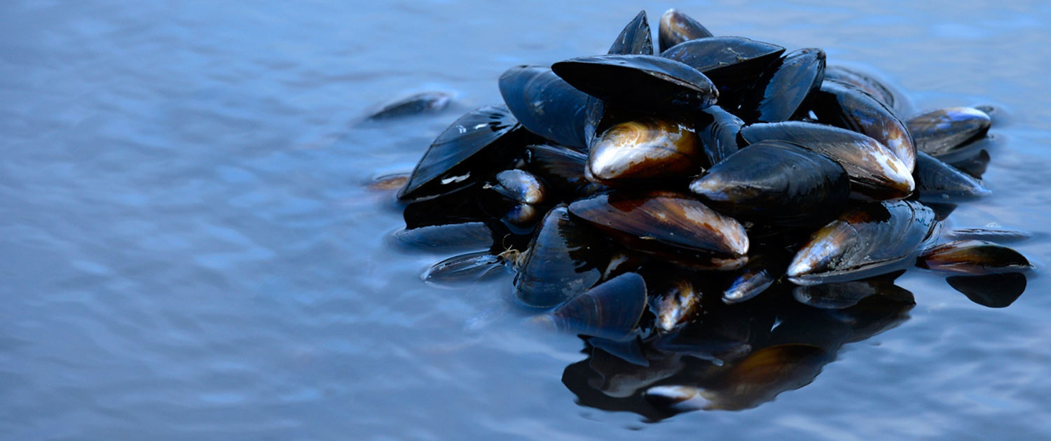 Mussels