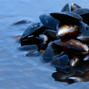 Mussels