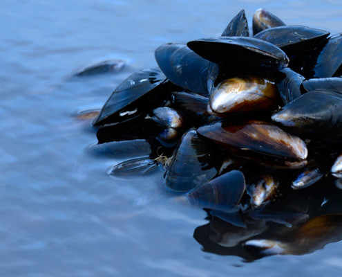 Mussels