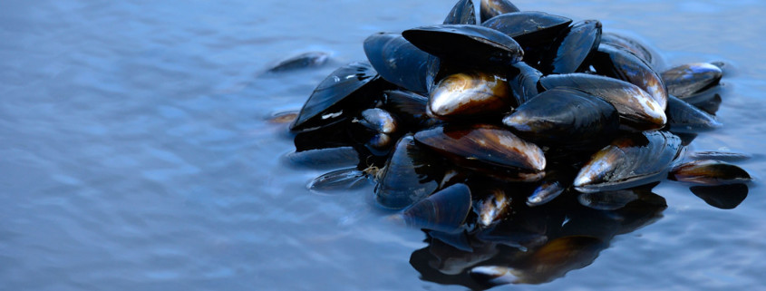 Mussels