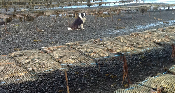 Bud the oyster dog