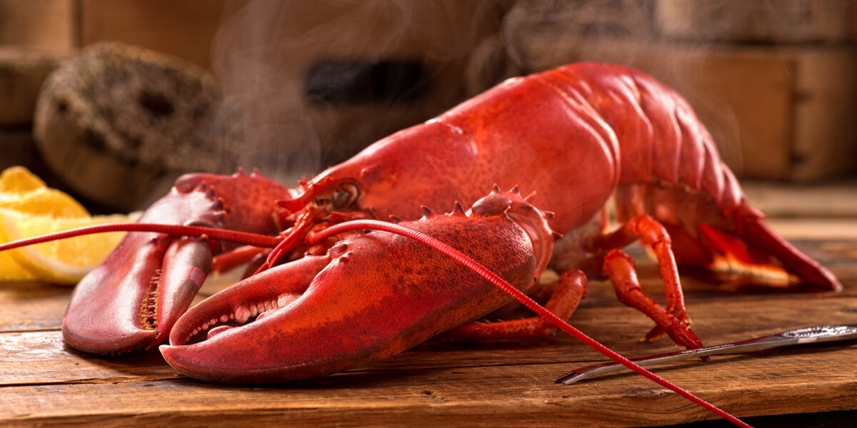 Get ready for our new season Maine lobster! - Scottish Shellfish